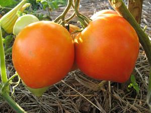 Плодоносят томаты очень нестандартно