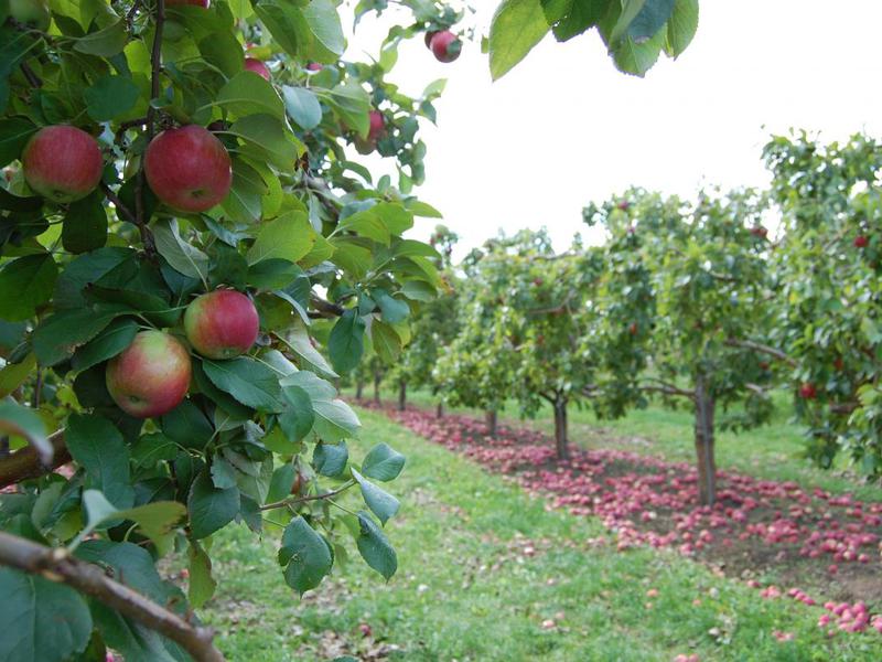 Вредители и болезни яблонь