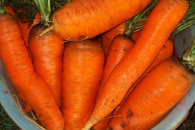 Как посеять морковь 