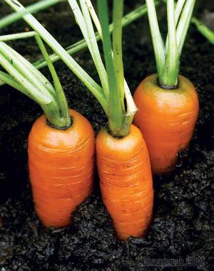 Как посеять морковку