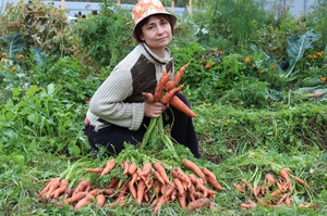 Ускорение появления  морковки