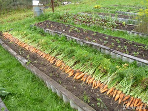 Ускорение появления всходов моркови