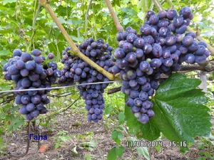 Выращивание винограда Лора 