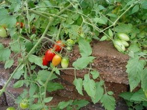 Выбор почвы и места под посадку томатов