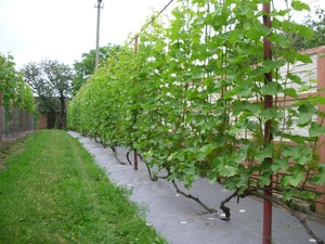   Черенки винограда  их выращивание