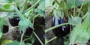 Баклажаны – наиболее теплолюбивые плоды рода Пасленовые