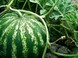 Тонкости и хитрости выращивания арбуза