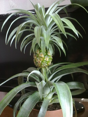 Выращивание ананаса из верхушки