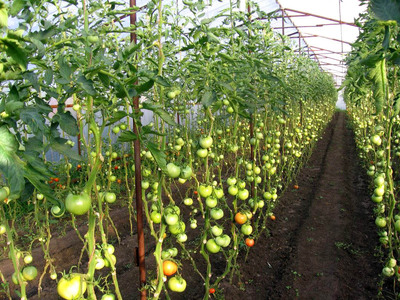 Схема посадки томатов в теплице 3х6; расчёт количества рассады, которуюможно посадить на участке 3х6