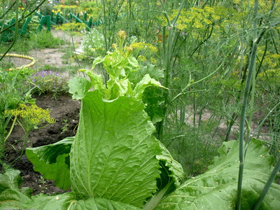 Правила посадки, выращивания листового салата-латук из семени, как сажать ивести уход в открытом грунте