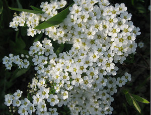 Цветы спиреи белой в период цветения весной