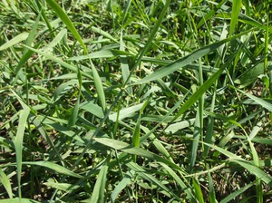 Использование травы мокрица в медицине