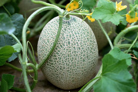 Дыня – бахчевое растение, относящееся к тыквенному семейству.