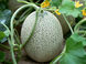 Дыня – бахчевое растение, относящееся к тыквенному семейству.
