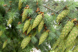 Одноцветная пихта (лат. аbies cóncolor) — это вечнозелёное дерево семейства Сосновые