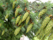 Одноцветная пихта (лат. аbies cóncolor) — это вечнозелёное дерево семейства Сосновые