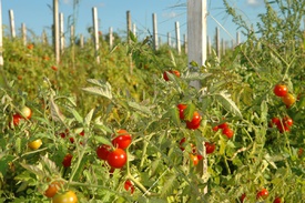 Как вырастить томат сибирский
