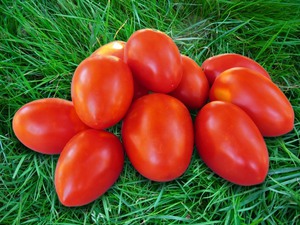 Как вырастить томат сорта сибирский