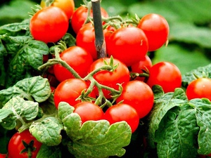Что необходимо для выращивания томатов