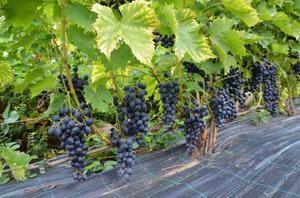 Описание мускатного винограда восторг