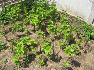 Выращивание винограда: выбор сорта, посадка саженцев, рекомендации по уходу
