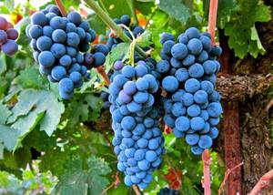 Особенности выращивания винограда