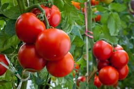 Выращивание помидор в тепличных условиях