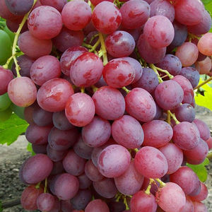 Как вырастить виноград велес