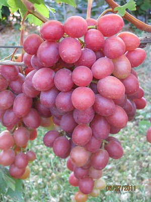 Способы размножения винограда Анюта