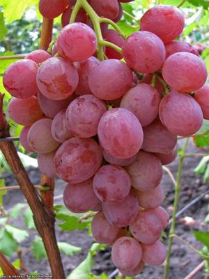 Как посадить виноград Анюта