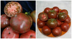 Ботаническое описание  Раскидистые кусты томатов Чёрный принц