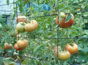 Как подвязывать томаты