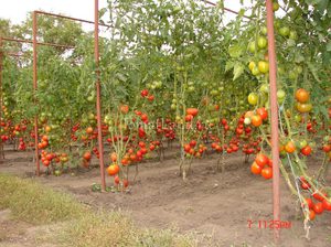 Подвязка помидоров