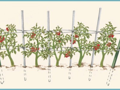 Как подвязывать помидоры в открытом грунте: зачем нужна процедура,материалы, различные способы