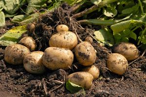Выращивание картошки