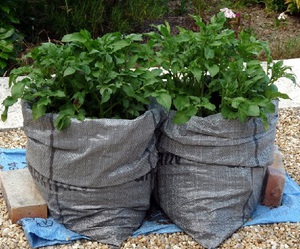 Как вырастить картофель в мешке