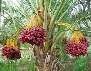 Финиковая пальма, или Феникс