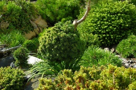 Декоративное оформление сада вечнозелеными растениями