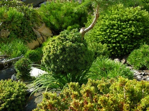 Декоративное оформление сада вечнозелеными растениями