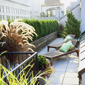 Вечнозеленые растения - Оформление лоджии или балкона 
