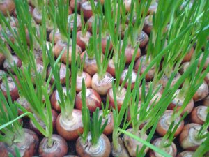 Зеленый лук: выращивание в теплице
