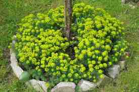 Растение салтонина, или хлопковая лаванда