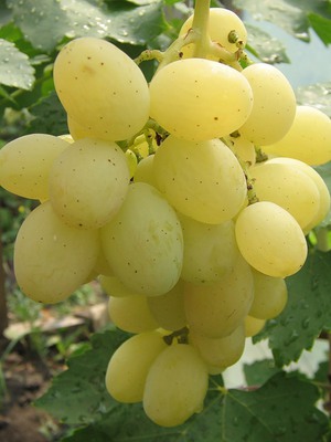 Как растет виноград кеша