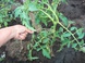 Как выращивать томат
