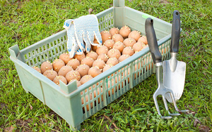 Подготовка картофеля к посадке
