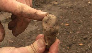 Как сажали наши бабушки картошку