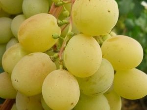 Способы посадки винограда