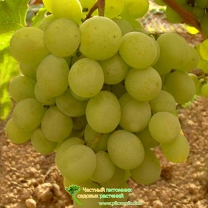 Как растет виноград сорта талисман