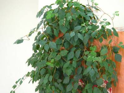 Берёза повислая (Betula pendula) - описание и фото растения