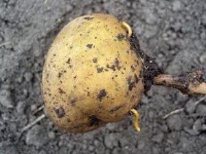 Проволочник на картофеле